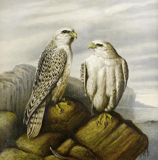 Joseph Wolf Gyr falcons on a rocky ledge oil painting picture